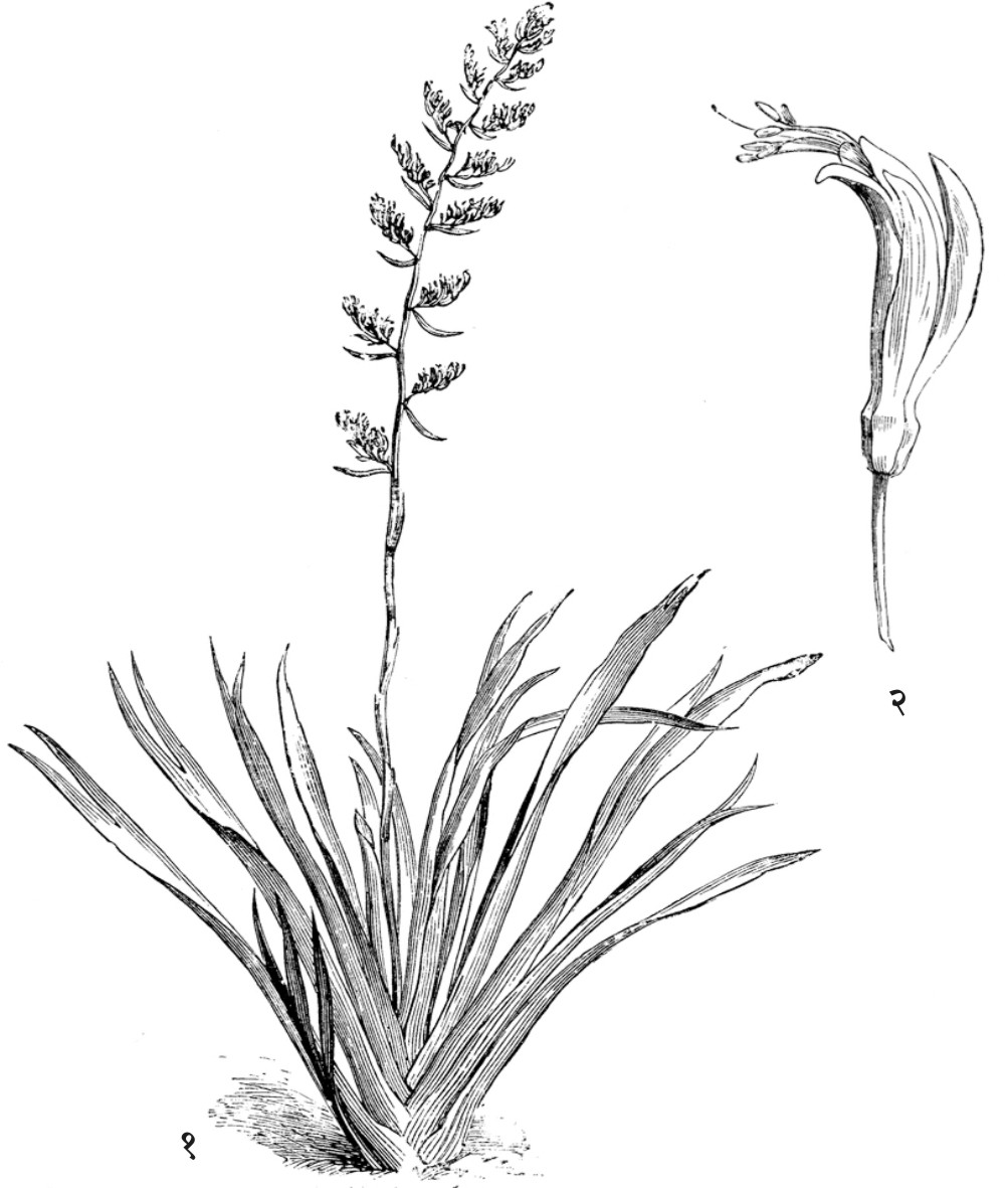 न्यूझीलंड हेंप (फोर्मियम टेनॅक्स) : (१) पानांफुलोऱ्यासहित वनस्पती, (२) फूल.